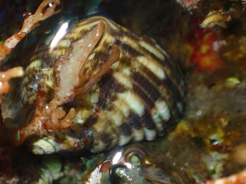 Turbo setosus observed 2026-09-01