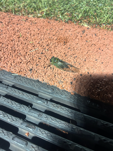 Linne's Cicada