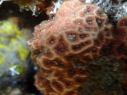 Psammocora profundacella observed 2026-09-01