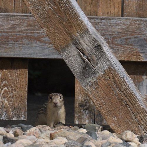 Thirteen-lined Ground Squirrel observed by smilemonster