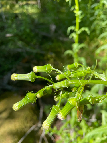 American burnweed