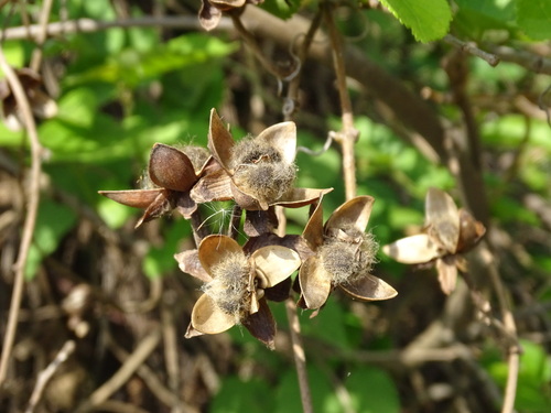 Ipomoea rubens, photograph 1