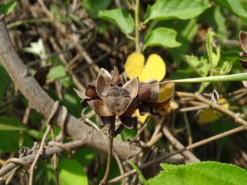 Ipomoea rubens