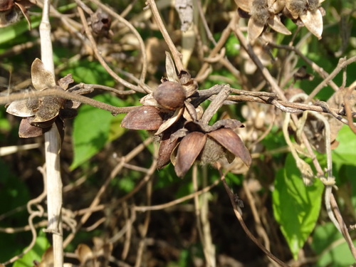 Ipomoea rubens, photograph 2