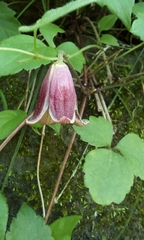 Clematis japonica