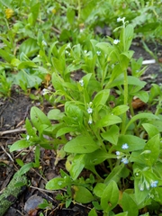 Myosotis sparsiflora
