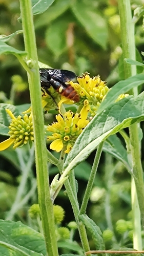 Blue-winged Scoliid Wasp