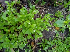 Myosotis sparsiflora