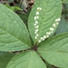 Chloranthus serratus - Photo Δεν διατηρούνται δικαιώματα, uploaded by Takashi KOIKE