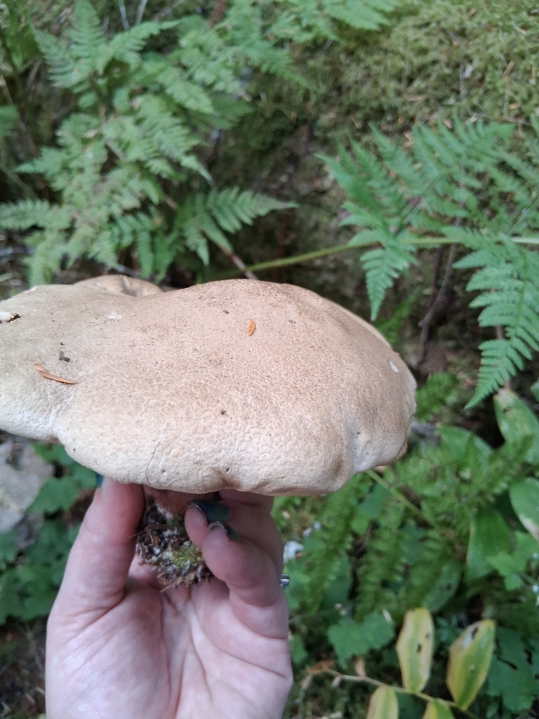 western bitter bolete · September 2026 · photo: Photo: (c) Mrs. T, some rights reserved (CC BY) · iNaturalist