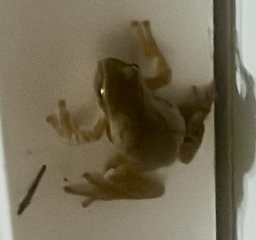 Spring Peeper observed by sheila276