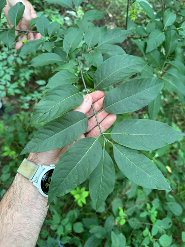 Euonymus atropurpureus, photograph 6