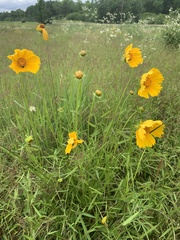 Coreopsis grandiflora