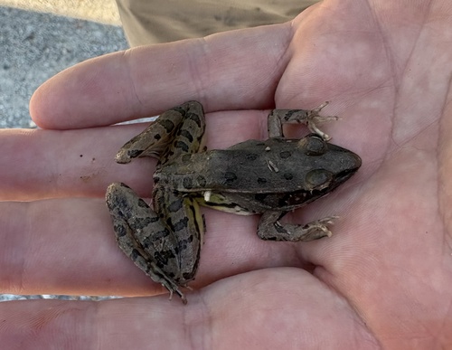 Southern Leopard Frog observed by rcmcgraw