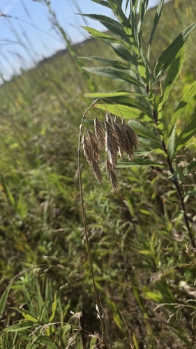 Bromus kalmii, photograph 4