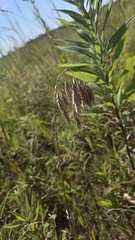 Bromus kalmii, photograph (c) Carter Ertel, some rights reserved (CC BY)