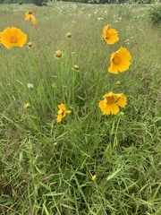 Coreopsis grandiflora