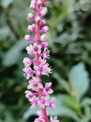 Phytolacca icosandra, photograph (c) nasua, some rights reserved (CC BY)
