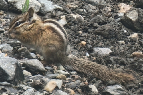 Yellow-pine Chipmunk