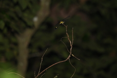 Megalogomphus sommeri