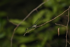 Megalogomphus sommeri