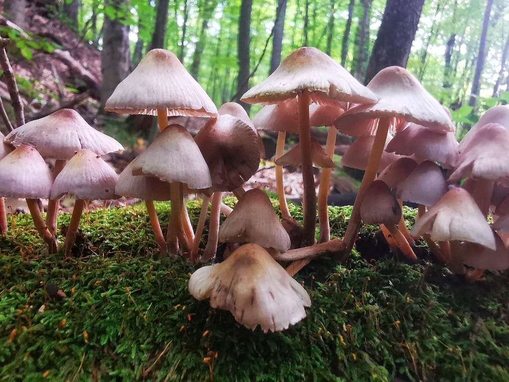 Bleeding Fairy Helmet · September 2026 · photo: Photo: (c) Alexis Williams, some rights reserved (CC BY) · iNaturalist