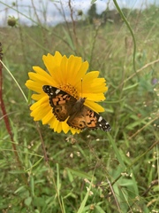 Coreopsis grandiflora