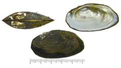 Nodularia douglasiae