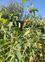 Ipomoea cholulensis