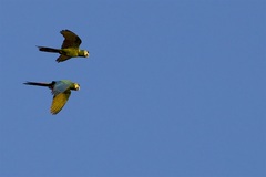 Primolius auricollis