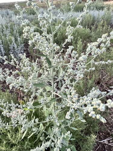 Mealy Goosefoot