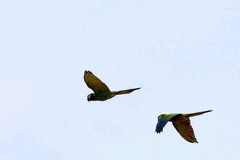 Primolius auricollis