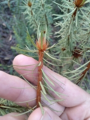 Pultenaea stipularis