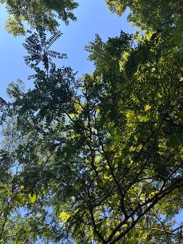 honey locust