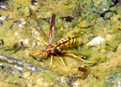 Polistes dorsalis californicus