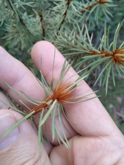 Pultenaea stipularis