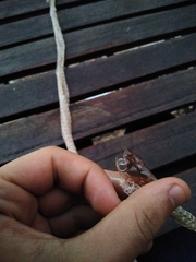 Dendrelaphis punctulatus