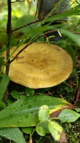 Almond-scented Russula