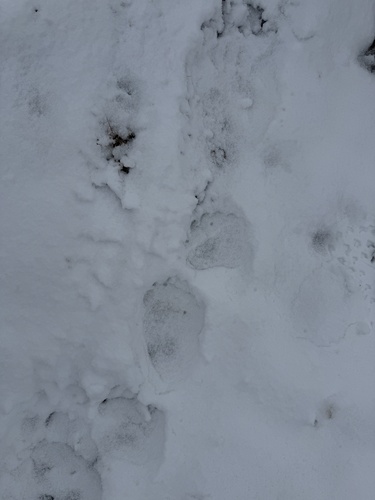Grizzly Bear sighting near Mount Assiniboine Provincial Park