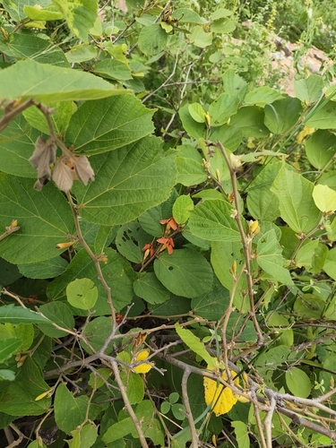 East Indian screw tree