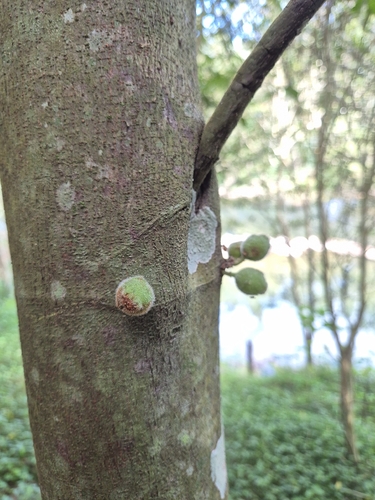creek sandpaper fig