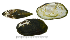Lamprotula leaii