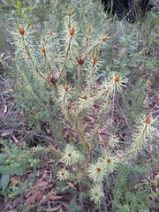Pultenaea stipularis