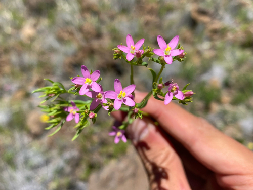 Centaurium erythraea observed 2026-09-01