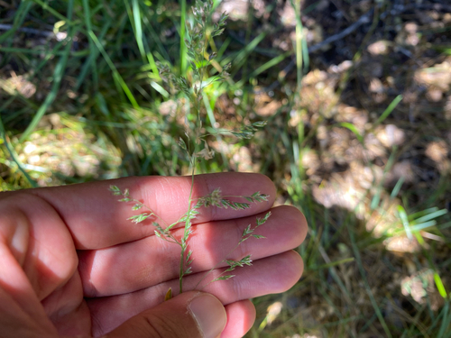 Poa pratensis observed 2026-09-01