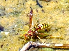 Polistes dorsalis californicus