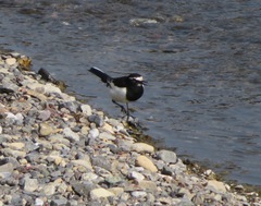 Motacilla grandis