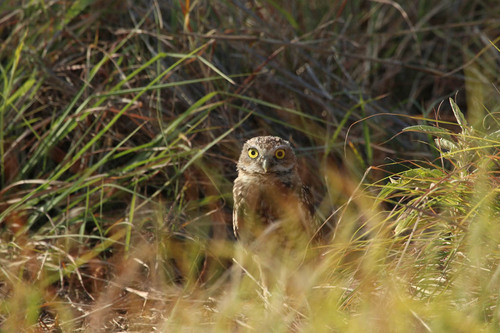 Burrowing Owl observed by spadefootatx