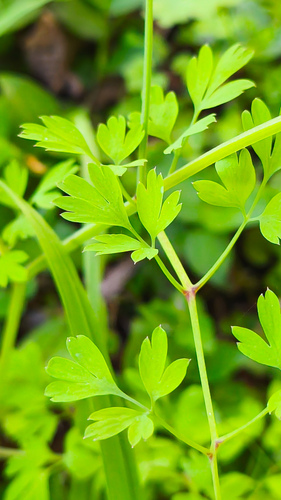 white ramping-fumitory