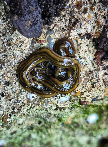 Shovel-headed Garden Worm